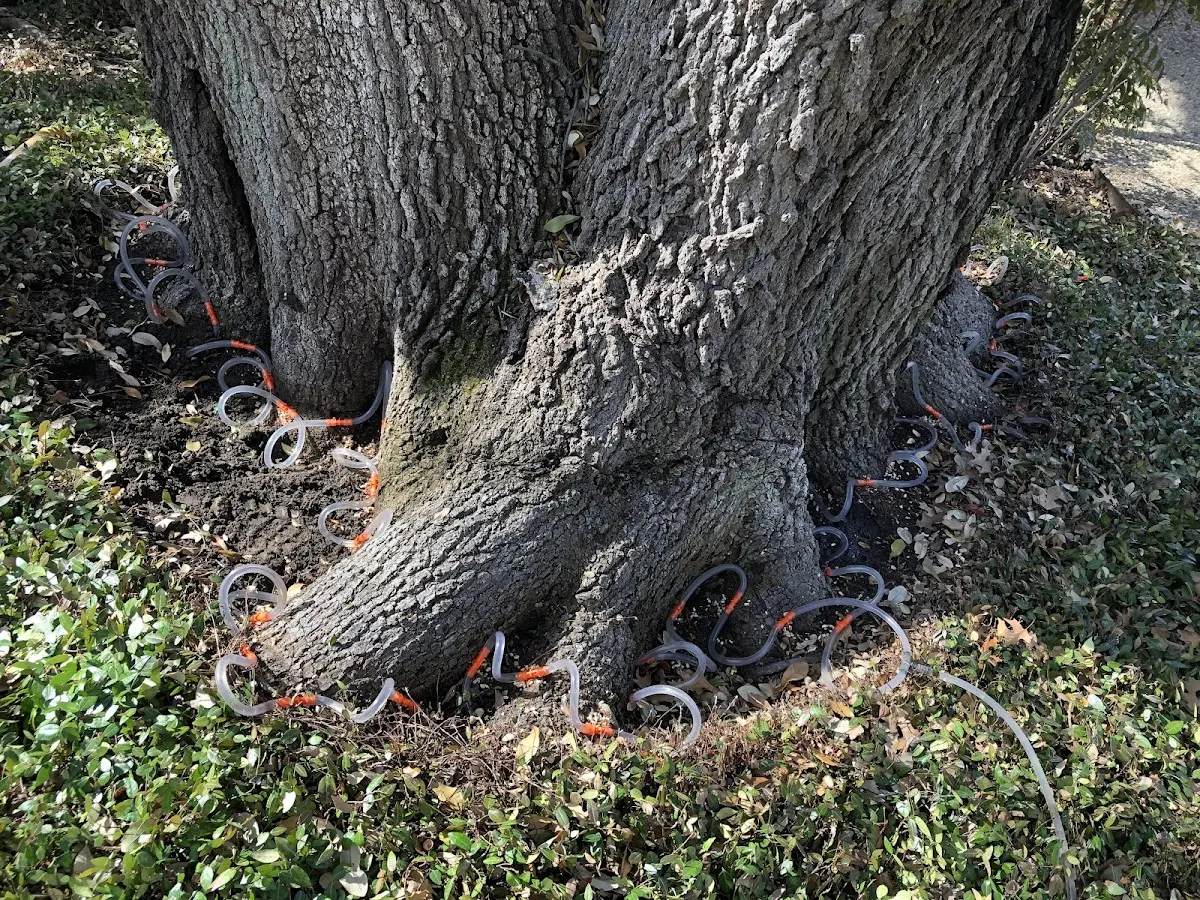 Detailed Tree Cabling and Bracing job site in Peachland