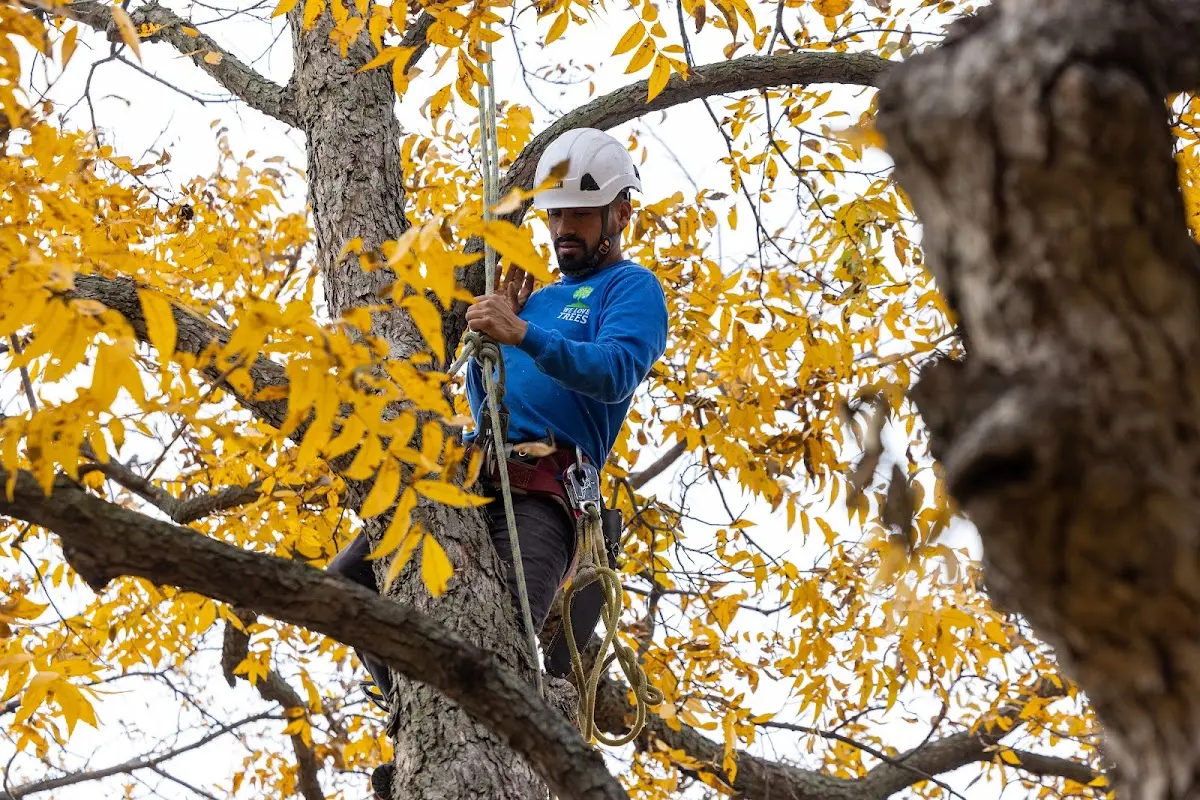 Skilled Tree Trimming crew working in Peachland